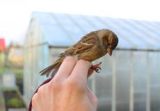 Samica wróbla (fot. M. Kizielewicz)