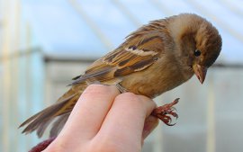 samica wróbla pozująca do zdjęcia